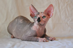 sphynx kitten