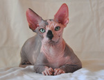 sphynx kitten