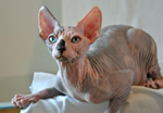 sphynx kitten