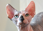 sphynx kitten