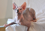 sphynx kitten