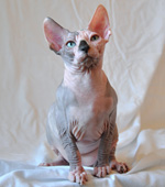 sphynx kitten