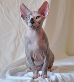 sphynx kitten