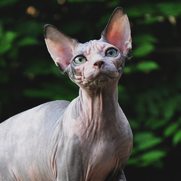 sphynx cats calico