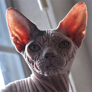 sphynx cat adult female