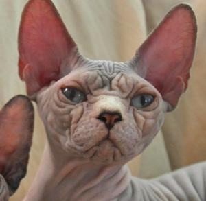 sphynx female wrinkles