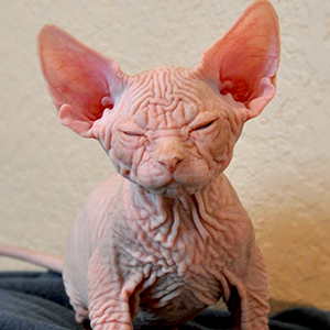 sphynx cat wrinkles