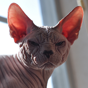 sphynx cats mink with blue eyes
