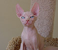 Ramses