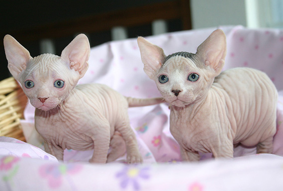 Sphynx Kittens and Cats for sale TICA Indigo Sphynx Cat Breeder