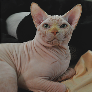 sphynx cat adult male